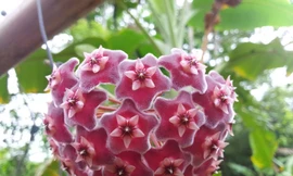 Cây hoa cẩm cù lá tim