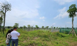 Hé lộ chiêu bài của giới đầu cơ đấu giá đất 