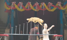 Mèo làm xiếc