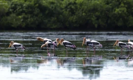 Giám sát đường bay chim di cư quốc tế 