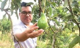 Mang bơ bản địa đi đánh xứ người 