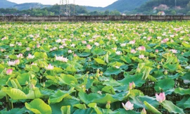 Cánh đồng sen ngát hương ở Kim Liên, Nam Đàn, Nghệ An 