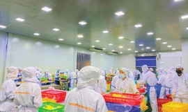 Công nhân chế biến sầu riêng cấp đông 