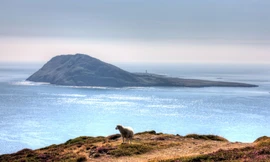 Cơ hội quản lý hòn đảo cô lập xứ Wales 