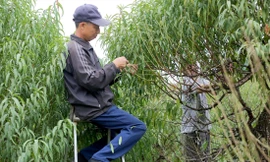 Tuốt lá chuẩn bị vụ hoa đào Tết ở Nhật Tân Ảnh: Nguyễn Trọng Tài 