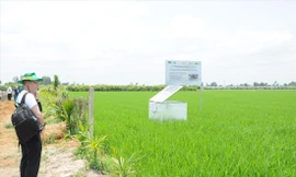 Đề án 1 triệu ha lúa chất lượng cao, phát thải thấp: Xem xét thí điểm chi trả tín chỉ carbon 