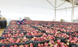 Chanh leo là một trong những mặt hàng chiến lược của DOVECO, sản phẩm đã xuất khẩu đi hàng chục quốc gia trên thế giới