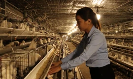 Làm giàu sau cơn bạo bệnh 