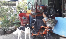 Thú cưng tấn công người: Có thể truy cứu trách nhiệm hình sự chủ nuôi 