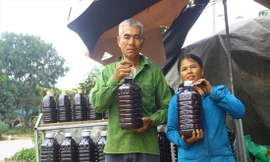 Ngọt như mật mía… 