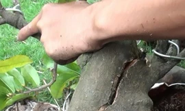 Mánh khóe làm mai 'đểu'