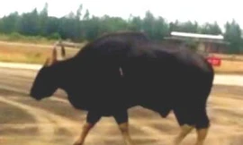 'Run tay' khi lần đầu xử lý mẫu vật đầu bò tót