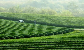 Xanh mướt mát cảnh sắc quê hương