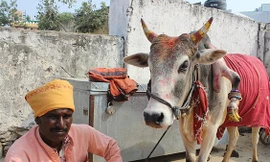 Con bò có chiếc chân thứ 5 kì diệu giúp sinh con trai