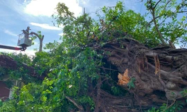 Cây đa hơn 200 năm tuổi bậc gốc, đè chết một phụ nữ đi đường. Ảnh: Nguyễn Ngọc