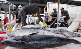 Cảng cá lớn nhất miền Trung nhộn nhịp đầu năm