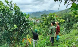 Miền núi Quảng Ngãi bừng sáng từ 'cần câu' sinh kế