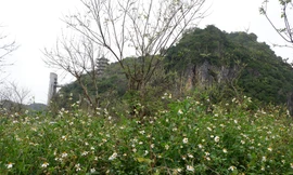 Nhếch nhác công viên cây xanh quanh danh thắng Ngũ Hành Sơn