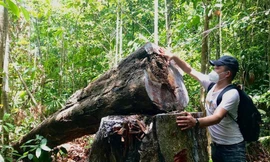 10 năm, Quảng Ngãi mất gần 3.000 ha rừng tự nhiên