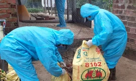 Ngành chức năng Quảng Ngãi tiến hành tiêu hủy đàn gia cầm bị bệnh.