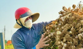 Tỏi Lý Sơn được mùa, nông dân chưa kịp vui đã méo mặt 
