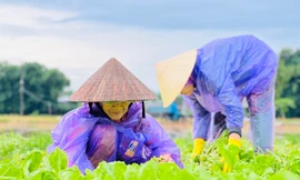 Mưa lớn kéo dài, nông dân Quảng Ngãi dầm mình dưới mưa vớt vát nông sản