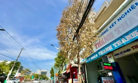 Cây xanh trên phố chết bất thường ở Quảng Ngãi
