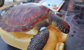 Giải cứu động vật quý hiếm trong Sách đỏ thế giới bị dính 'lưới ma'