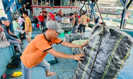 Ngư dân Quảng Ngãi hớn hở cập bờ, mang về trăm tỷ đồng từ mực xà