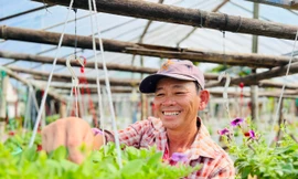 Hoa Tết chưa nở đã được thương lái mua sạch tại vườn