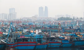 Ứng phó mưa bão, Đà Nẵng quản lý chặt chẽ tàu thuyền