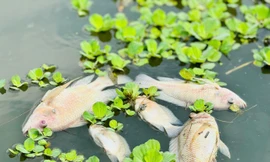 Cá chết hàng loạt không rõ nguyên nhân trên sông Bàu Giang 