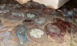 Vì sao có hình ảnh sứa phủ kín sông Hàn ở Đà Nẵng?