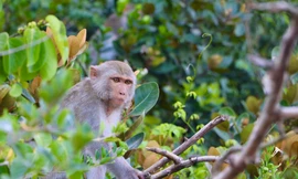 Đàn khỉ quý hiếm được cụ bà nuôi rời đảo đến Vườn quốc gia Kon Ka Kinh