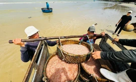 Ngư dân Quảng Ngãi bội thu ruốc biển, 'kiếm khỏe' tiền triệu mỗi ngày