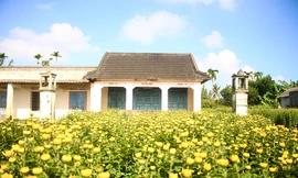 Thủ phủ hoa cúc 'nhuộm vàng' làng quê trong những ngày giáp Tết