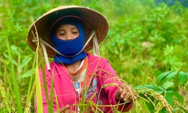 Mùa lên nương tuốt “ngọc trời” ở vùng cao Quảng Ngãi. Ảnh: Nguyễn Ngọc