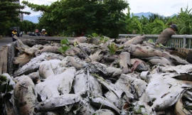 Hàng tấn cá chết trắng kênh Đa Cô, bốc mùi nồng nặc