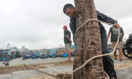 Người dân Đà Nẵng neo đậu tàu cá tránh bão số 6 ở âu thuyền Thọ Quang. 