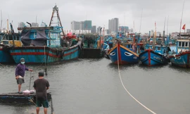 Người dân Đà Nẵng neo đậu tàu thuyền trú tránh bão số 6 hồi tháng 9/2021. 