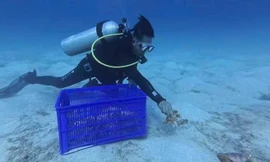 Thả cua 'tiến vua' mang trứng về biển, hồi sinh hệ sinh thái ven bờ