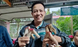 Xem nông dân thu hoạch nhung hươu lấy lộc đầu năm