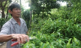 Ông Nguyễn Văn Côi chăm sóc cây cảnh tại diện tích đất đang khiếu kiện. Ảnh: Nguyễn Thành