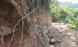 Vụ rừng Nam Hải Vân bị doanh nghiệp 'cày xới': Có rừng tự nhiên tái sinh