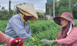 Vắng khách mua, 'thủ phủ' hoa cúc miền Trung đứng ngồi không yên