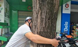 Cây sao đen vừa vòng tay ôm ở trung tâm TP Quảng Ngãi chết khô nghi bị đầu độc