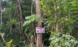 Người phụ nữ 61 tuổi dùng rựa chặt phá hơn 2.500m2 rừng phòng hộ ở Quảng Ngãi