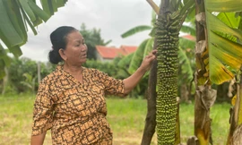 Buồng chuối khủng ở Quảng Ngãi 'đẻ' hơn 100 nải vẫn chưa dừng lại