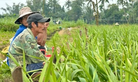 Giáp Tết, hoa chết hàng loạt, nông dân Quảng Ngãi nguy cơ trắng tay
