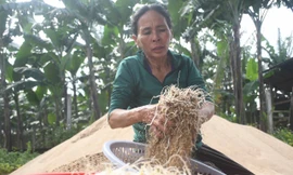 Những người cuối cùng làm giá đỗ thủ công bằng cát sông Trà Khúc